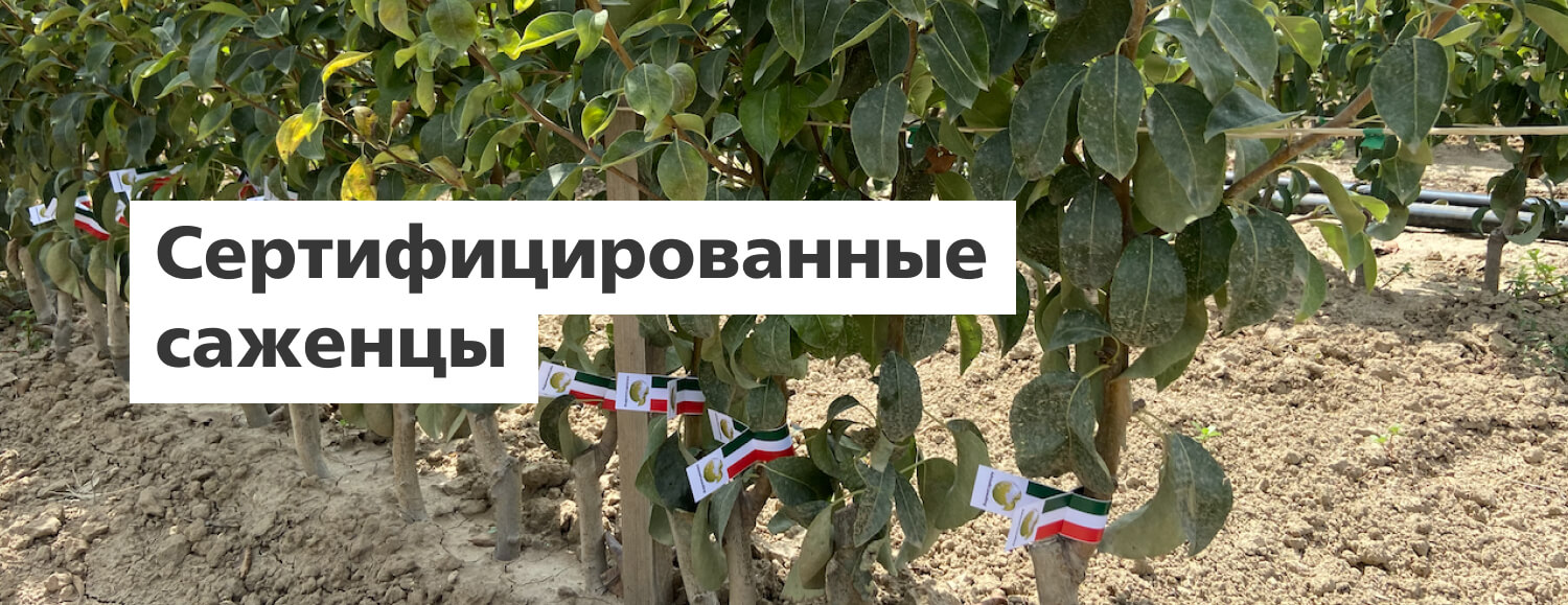 Саженцы